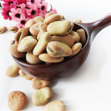 On Sale Chinese Qinghai Broad Beans and pulses